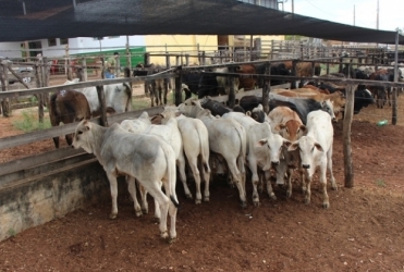 Sindicato dos Produtores Rurais de Lagoa Formosa realiza tradicional leilão de gado de corte nesta quinta-feira; 5 de fevereiro