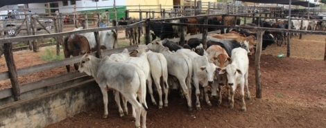 Sindicato dos Produtores Rurais de Lagoa Formosa realiza tradicional leilão de gado de corte nesta quinta-feira; 5 de fevereiro