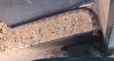 Jararaca é encontrada na calçada de loja no Centro de Patos de Minas 