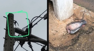 Patos de Minas - Pássaro provoca curto-circuito e deixa bairros sem energia na manhã desta quinta-feira (26)