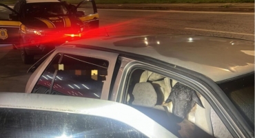 PRF resgata 18 bodes amontoados em carro roubado na BR-104; sete animais morreram