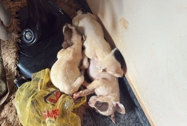 Rio Paranaíba - Cadela da raça pit bull e oito filhotes são resgatados em situação de maus-tratos; veja vídeo