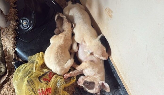 Rio Paranaíba - Cadela da raça pit bull e oito filhotes são resgatados em situação de maus-tratos; veja vídeo