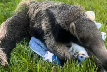 Filhote de tamanduá resgatado após atropelamento da mãe é reabilitado em Patos de Minas