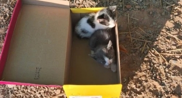 Mulher é indiciada por maus-tratos que resultaram na morte de gatos; em Arapuá