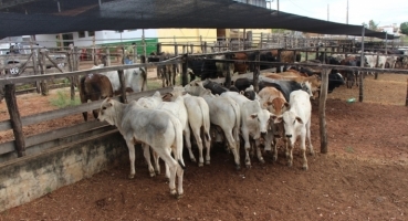 Sindicato dos Produtores Rurais de Lagoa Formosa realiza tradicional leilão de gado de corte nesta quarta-feira; 1º de abril 