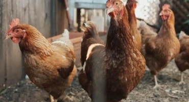 “Ladrão de galinha” faz jus ao nome e foge com 15 aves durante a madrugada, em Carmo do Paranaíba 