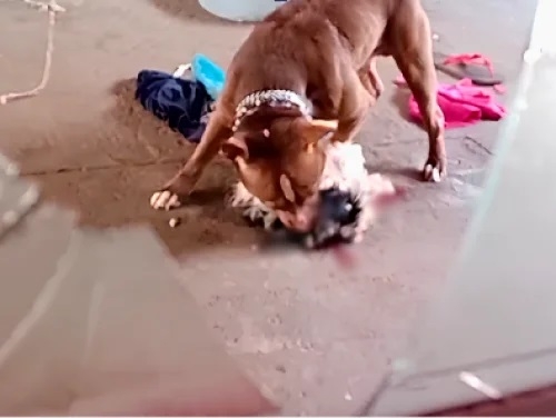 Lagoa Formosa - Pit bull solto na rua invade residência, mata cãozinho de família e assusta moradores