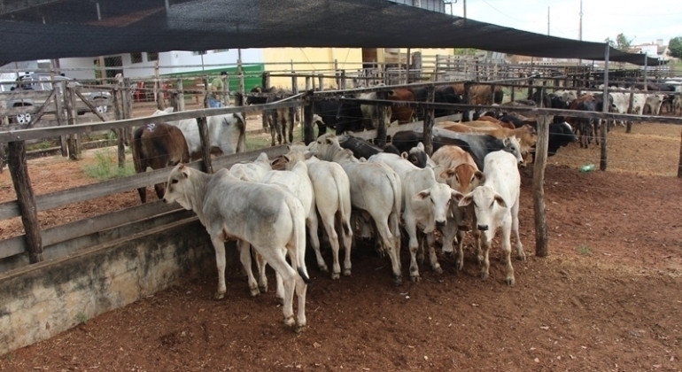Sindicato dos Produtores Rurais de Lagoa Formosa realiza tradicional leilão de gado de corte nesta quinta-feira (7)