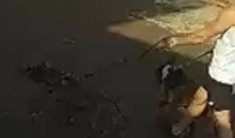 Pit bulls atacam e matam outro cão no bairro Chácaras Caiçaras, em Patos de Minas